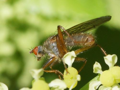 Scathophaga sp.